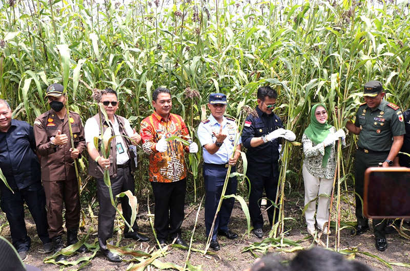 Panen Sorgum Di Jombang Mentan Ajak Forkopimda Wujudkan Ketahanan ...